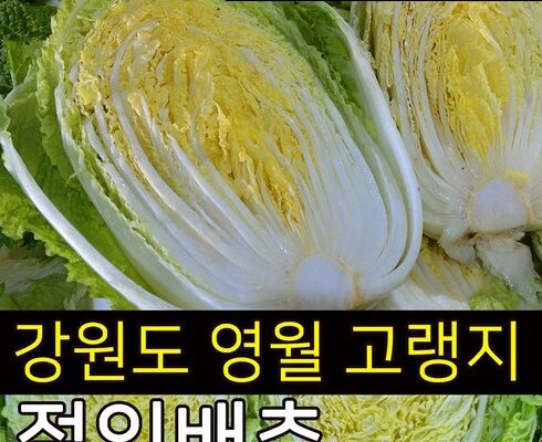 알뜰 쇼핑족 주목!! 고랭지절임배추 리뷰 추천